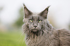 Maine Coon Portrait