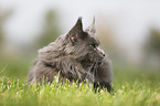 lying Maine Coon