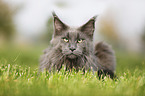 lying Maine Coon