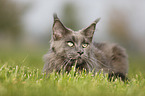 lying Maine Coon