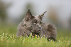 lying Maine Coon