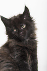 black Maine Coon