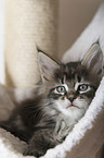 Maine Coon Kitten
