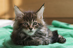 Maine Coon Kitten