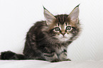Maine Coon Kitten