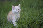 Maine Coon Kitten