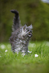 Maine Coon Kitten on meadow