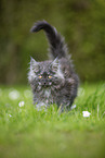 Maine Coon Kitten on meadow