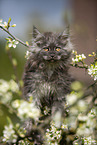 SPRING - cats
