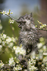 Maine Coon Kitten on tree