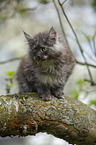 Maine Coon Kitten on tree
