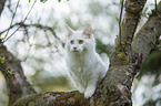 young white Maine Coon