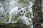 young white Maine Coon