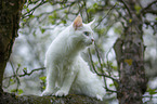young white Maine Coon