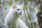 young white Maine Coon