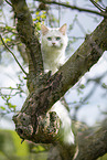 young white Maine Coon