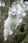 young white Maine Coon