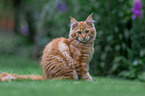 Maine Coon tomcat