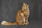 Maine Coon tomcat