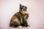 Maine Coon Kitten