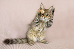 Maine Coon Kitten