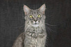 Maine Coon Portrait