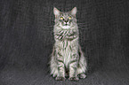 sitting Maine Coon