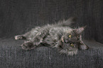 lying Maine Coon