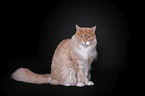 sitting Maine Coon