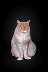 sitting Maine Coon