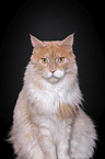 Maine Coon Portrait