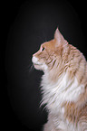 Maine Coon Portrait