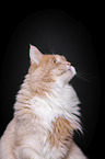 Maine Coon Portrait
