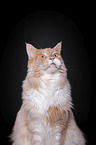 Maine Coon Portrait