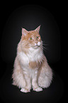 sitting Maine Coon