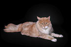 lying Maine Coon