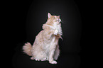 sitting Maine Coon