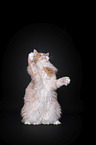begging Maine Coon