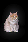 sitting Maine Coon