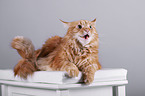 lying Maine Coon