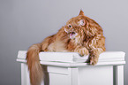 lying Maine Coon