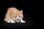 Maine Coon Kitten