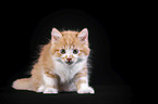 Maine Coon Kitten