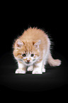 Maine Coon Kitten
