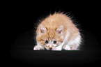 Maine Coon Kitten