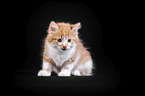 Maine Coon Kitten