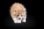 Maine Coon Kitten