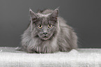 lying Maine Coon
