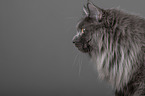 Maine Coon Portrait