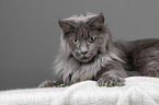 lying Maine Coon